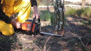 Best Lawn Disease Treatment  in Willimantic, CT