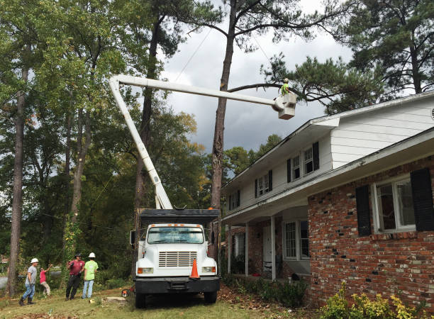 How Our Tree Care Process Works  in  Willimantic, CT