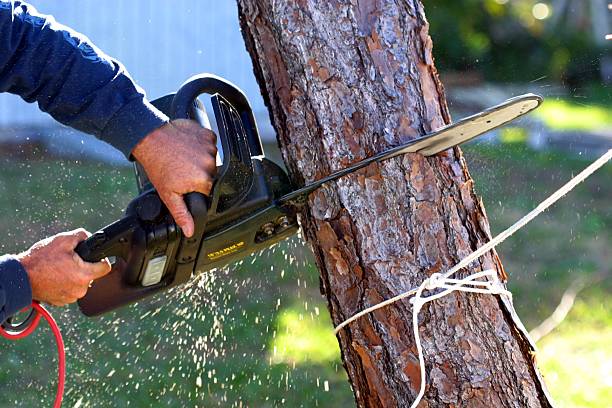 Leaf Removal in Willimantic, CT