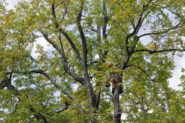 Trusted Willimantic, CT Tree Care Experts